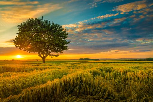 A wide angle shot of a single tree growing under a clouded sky during a sunset surrounded by grass
