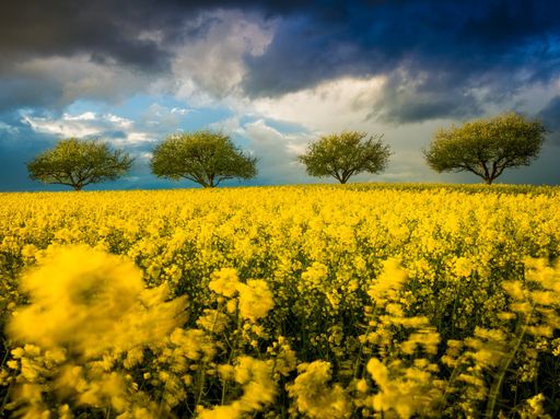 A wide angle shot of four trees growing under a clouded sky surrounded by yellow flowers