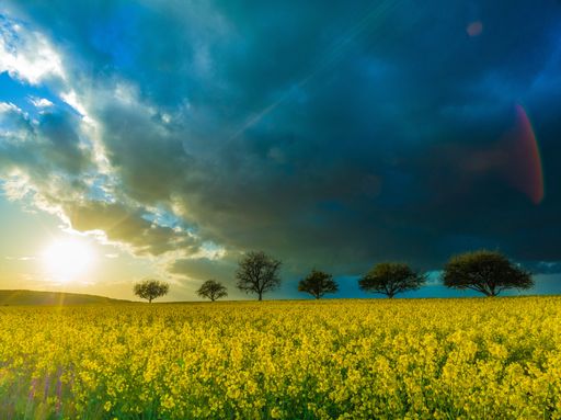 A wide angle shot of several trees surrounded by yellow flowers under a clouded sky