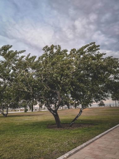 A vertical shot of an old tree along the road in the park under a cloudy sky