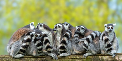 A group of ring-tailed lemurs on a wood log