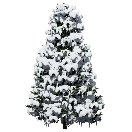 A Fraser Fir snow covered Tree front view isolated on white background