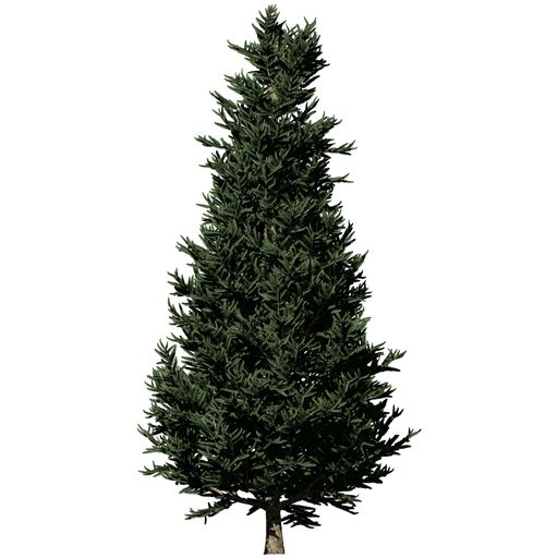 A Fraser Fir Tree top view isolated on white background
