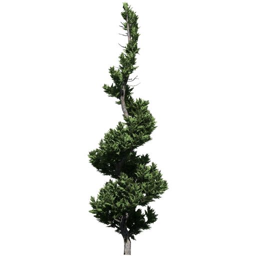 A Hollywood Juniper Topiary Tree front view isolated on white background