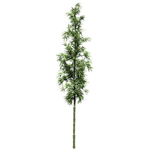 A Bamboo Tree front view isolated on white background