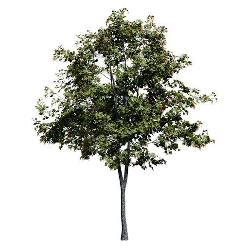 A Black Alder tree front view isolated on white background