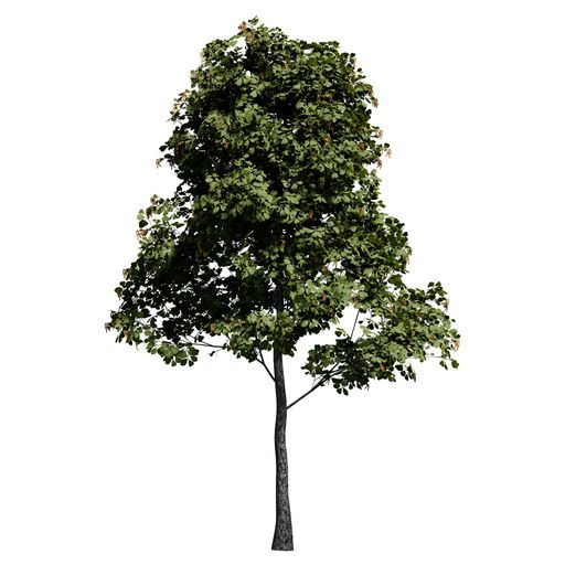 A Black Alder tree front view isolated on white background