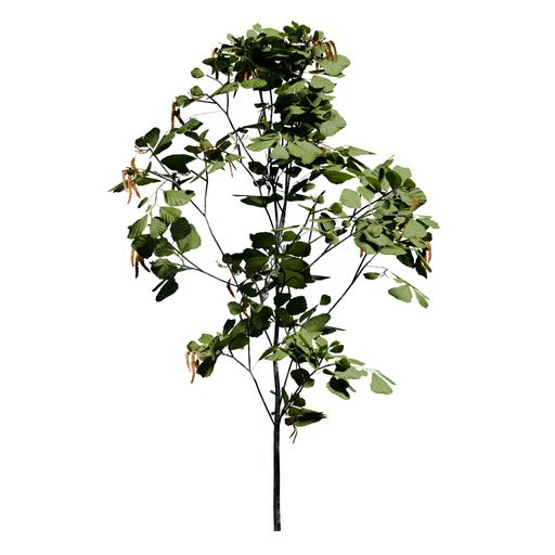 A Black Alder tree front view isolated on white background