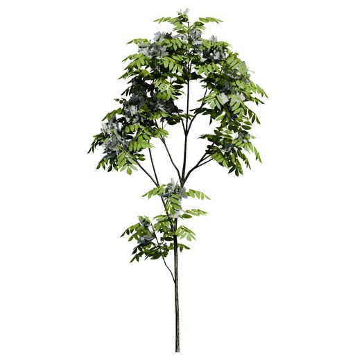 A European ash plant front view isolated on white background
