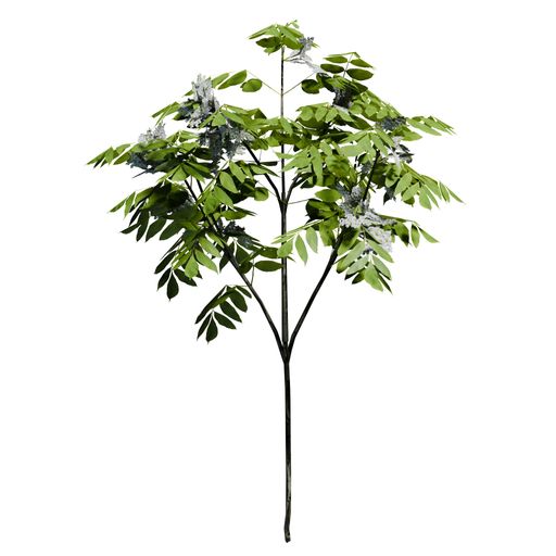 A European ash plant front view isolated on white background