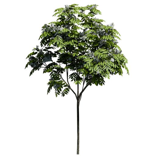 A European ash plant front view isolated on white background