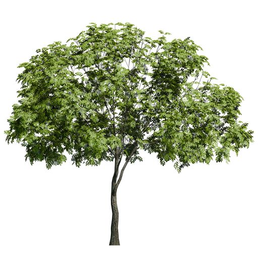 A European ash plant front view isolated on white background