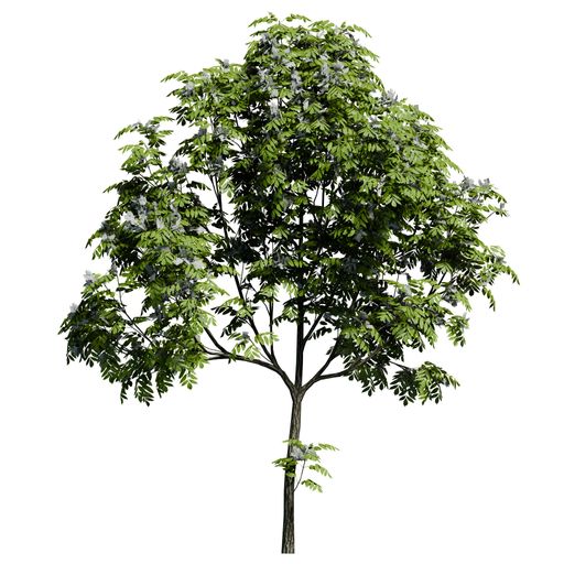 A European ash plant front view isolated on white background