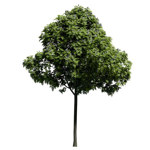 A European ash plant front view isolated on white background