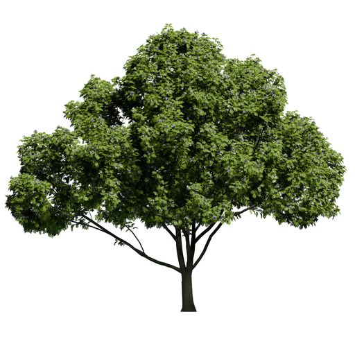 A European Ash tree front view isolated on white background