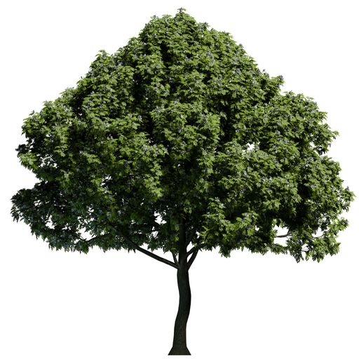 A European Ash tree front view isolated on white background