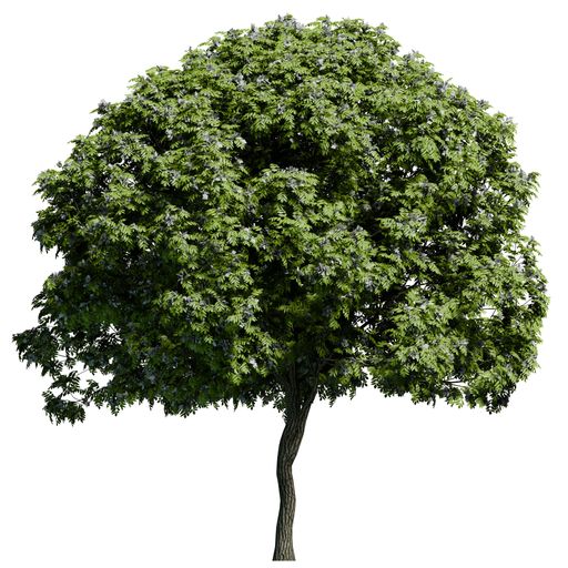A European Ash tree front view isolated on white background