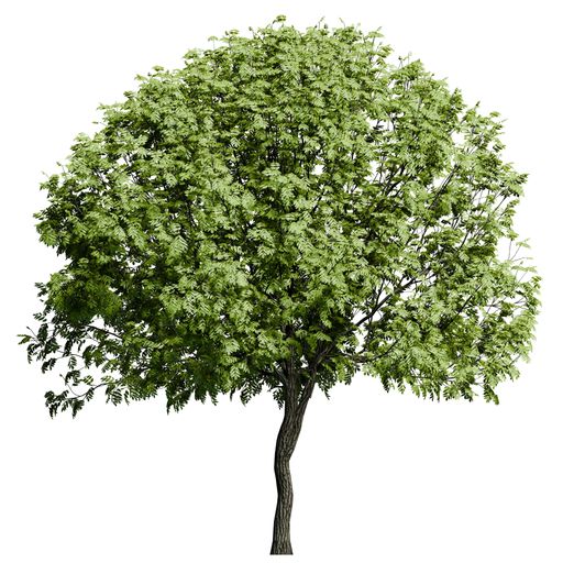 A European Ash tree front view isolated on white background