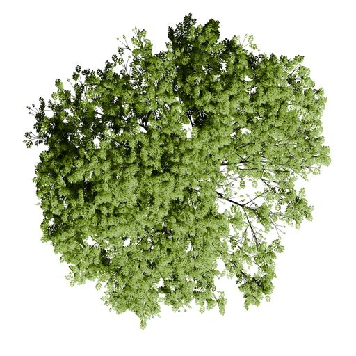 A European Ash tree top view isolated on white background