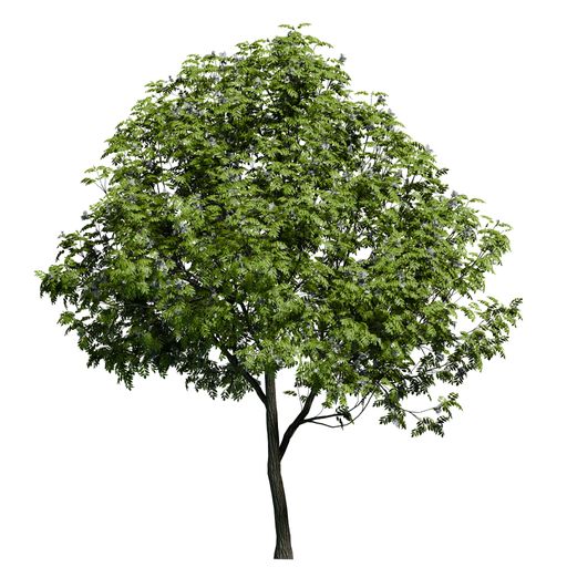 A European Ash tree front view isolated on white background