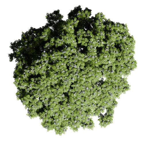 A European Ash tree top view isolated on white background