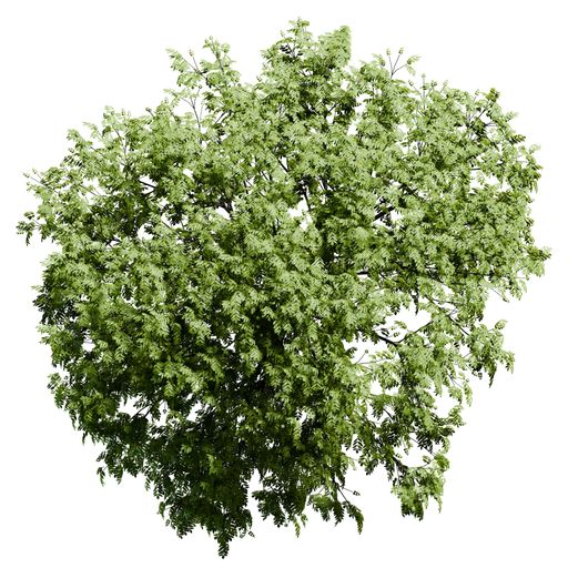A European Ash tree top view isolated on white background