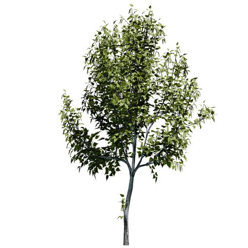 A Paper Birch Tree font view isolated on white background