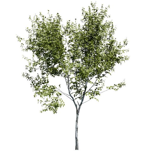 A Paper Birch Tree font view isolated on white background