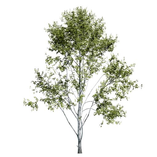 A Paper Birch Tree font view isolated on white background