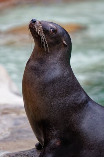 Seal perched on rock near a pool