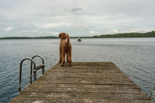 Small brown dog standing on wooden pier