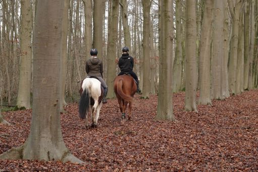 A rear view of two women riding horses in a tranquil autumnal forest