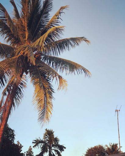 A vertical low angle shot of a palm tree captured under the clear blue sky