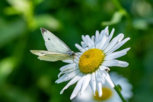 A selective focus shot of a butterfly on the Chamomile flower