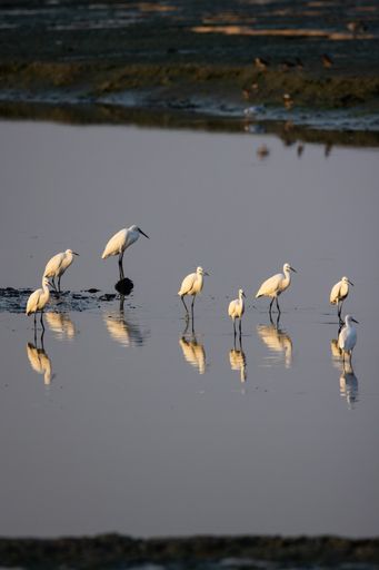 A group of little egrets in the shallow waters