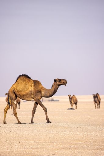 A group of camels roaming in the vast desert