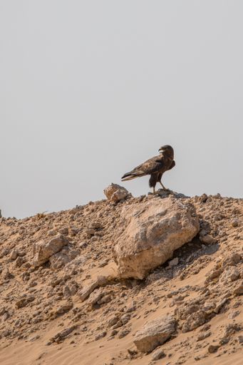 A black kite perched on desert rocks