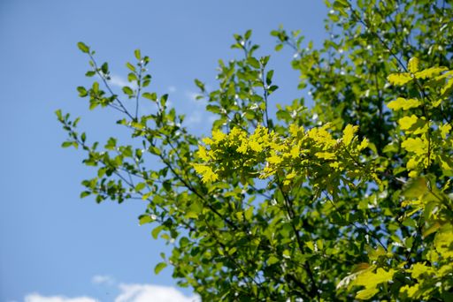 A low-angle shot of the branches of the green trees in the clear blue sky in the forest