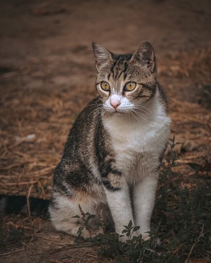 A grey and white tabby cat sitting on the ground looking with an attentive expression
