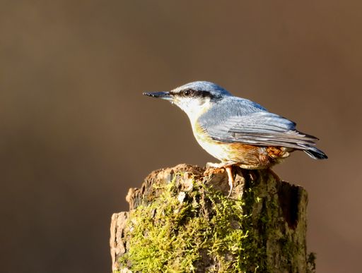 A Small Nuthatch blue bird perched on a lush moss-covered log