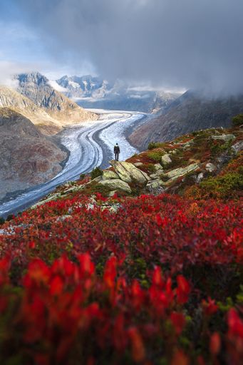 Autumnal landscape view of the Aletsch glacier at sunrise with red blueberry bushes in the foreground and a silhouette standing on a rock