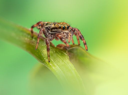 A closeup shot of a Jumping spider (Sitticus fasciger) on a green background