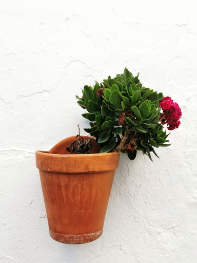 A closeup shot of blooming crassula ovata plant in a pot