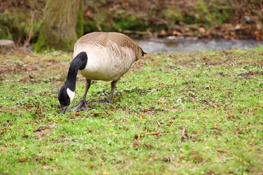 An eating Canada Goose in a field covered in greenery under the sunlight with a blurry background