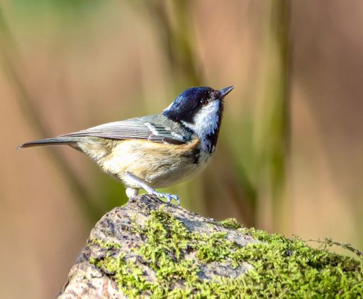 A Long tailed tit bird perched on rock outdoors