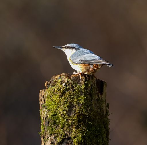 A Long tailed tit bird perched on rock outdoors