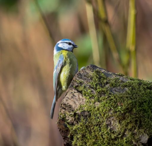 A Long tailed tit bird perched on rock outdoors