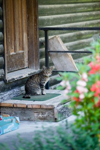 A vertical shot of a striped cat standing in front of the door