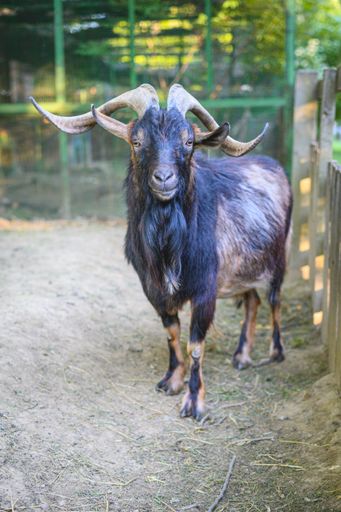 A vertical shot of a black goat staring at the camera