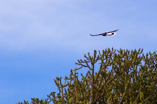 A low angle shot of a magnificent eagle flying high in the blue sky
